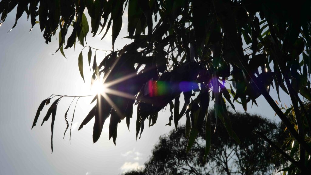 TTArtisans 50mm f2 Flaring & Sunstars