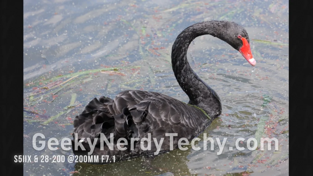 Wildlife on the Panasonic LUMIX 28-200mm F4-F7.1 Zoom Lens