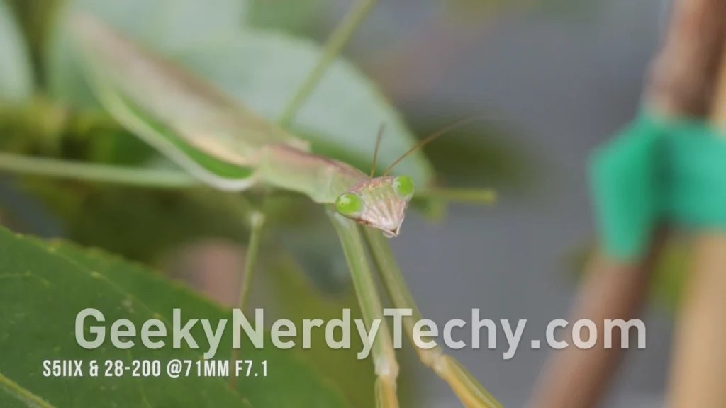 Macro Photography on the Panasonic 28-200mm